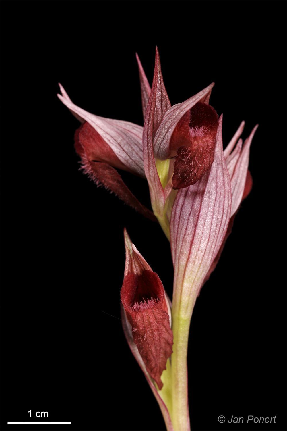 Orchidinae EU Serapias