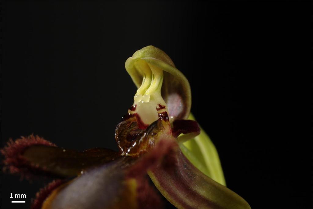 Orchidoideae - sloupek