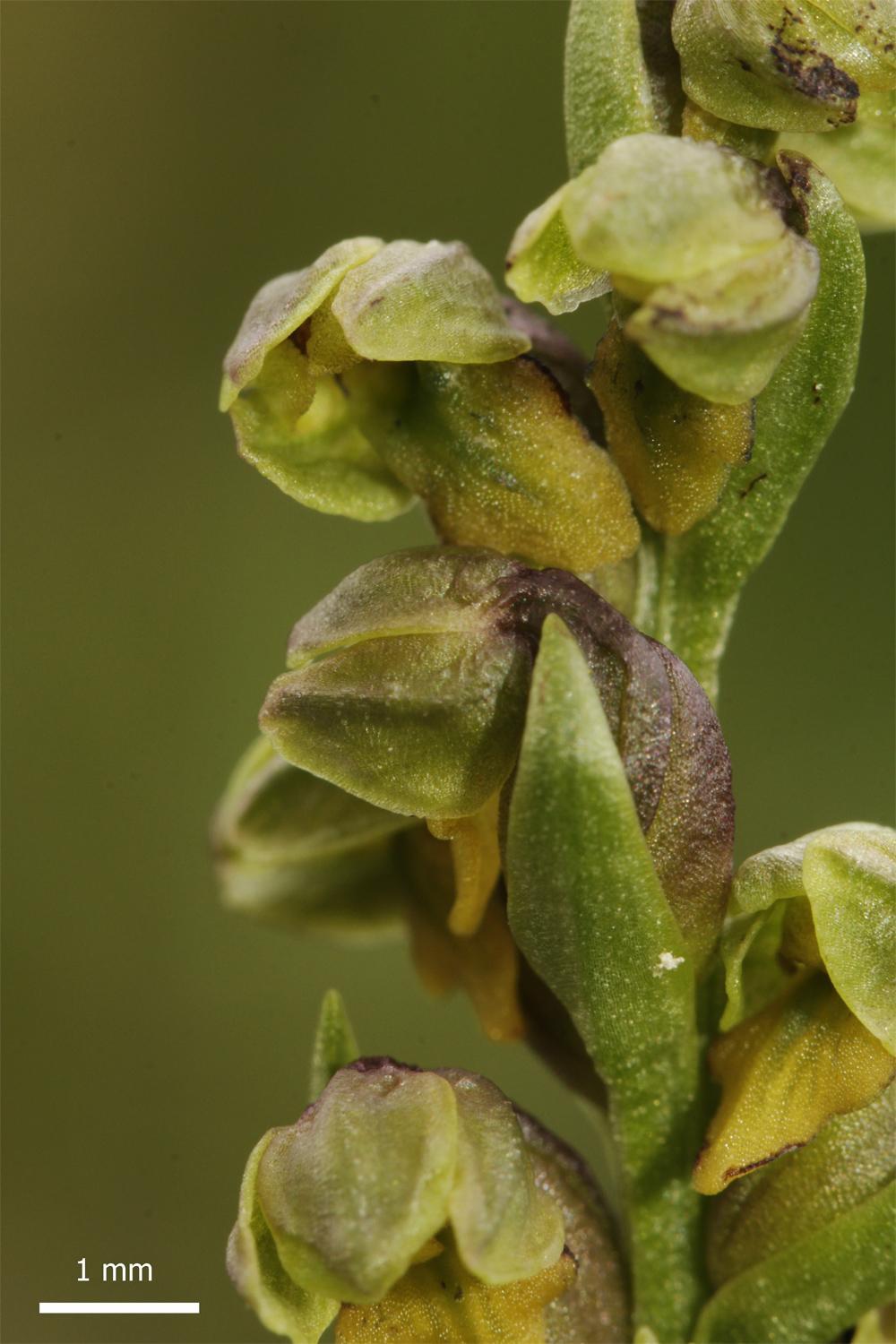 Orchidinae Chamorchis