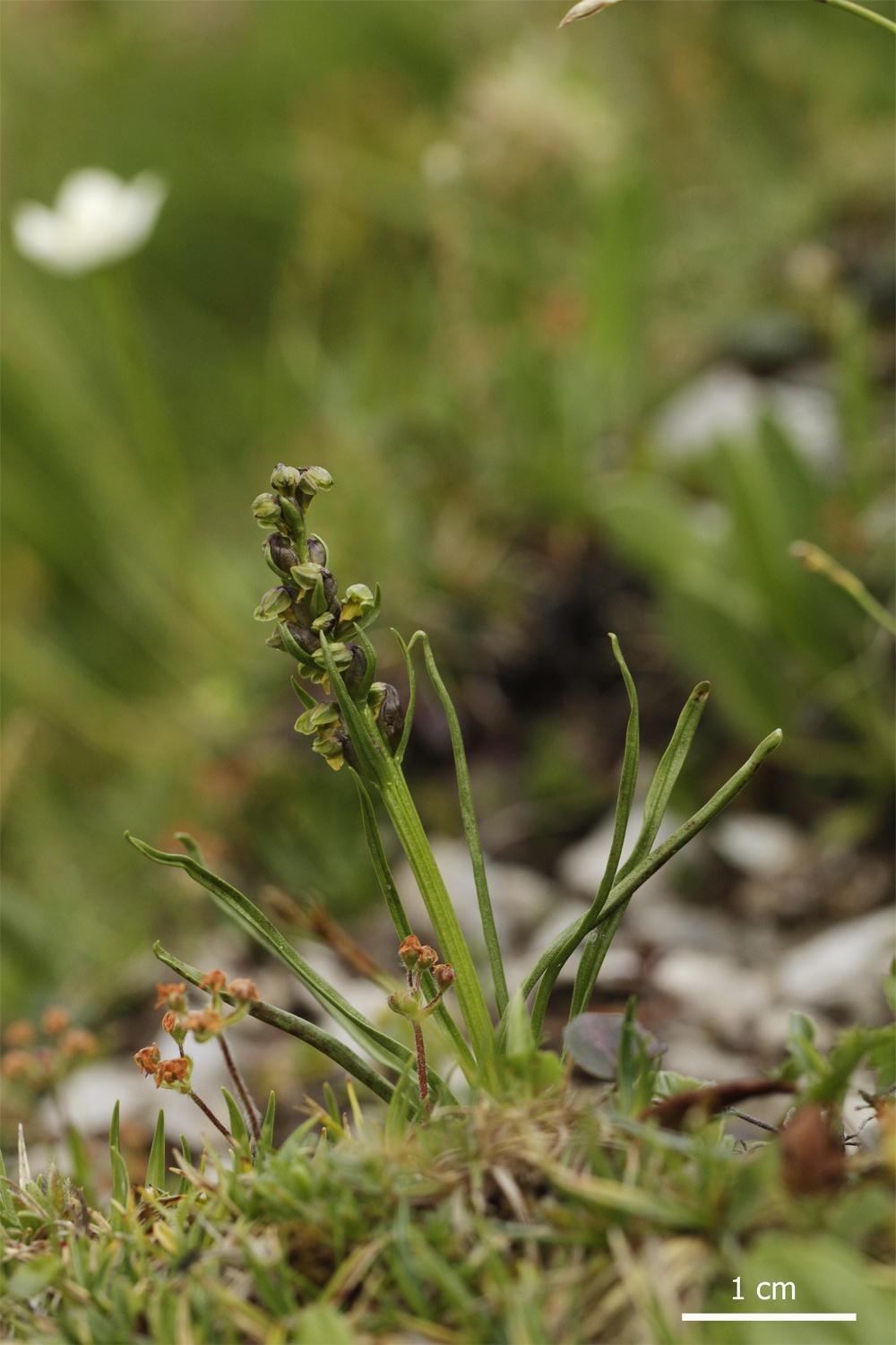 evropská orchidej