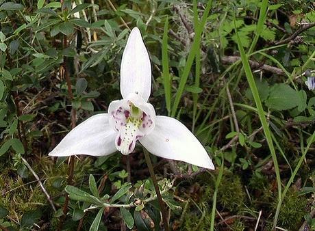 tribus Codonorchideae Codonorchis