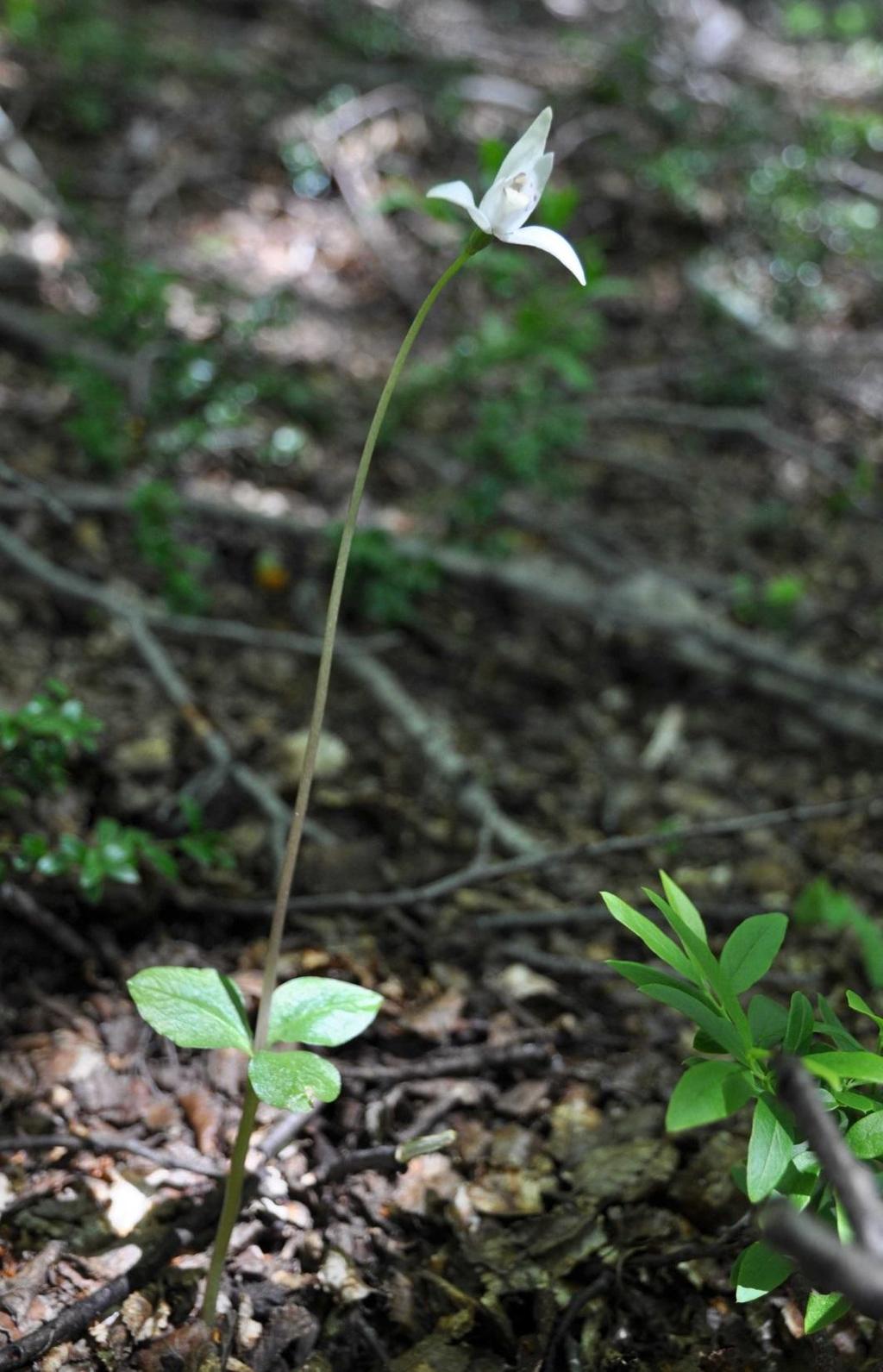 Little pigeon orchid )