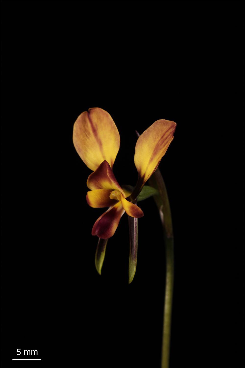 Diurideae Diuris donkey orchid