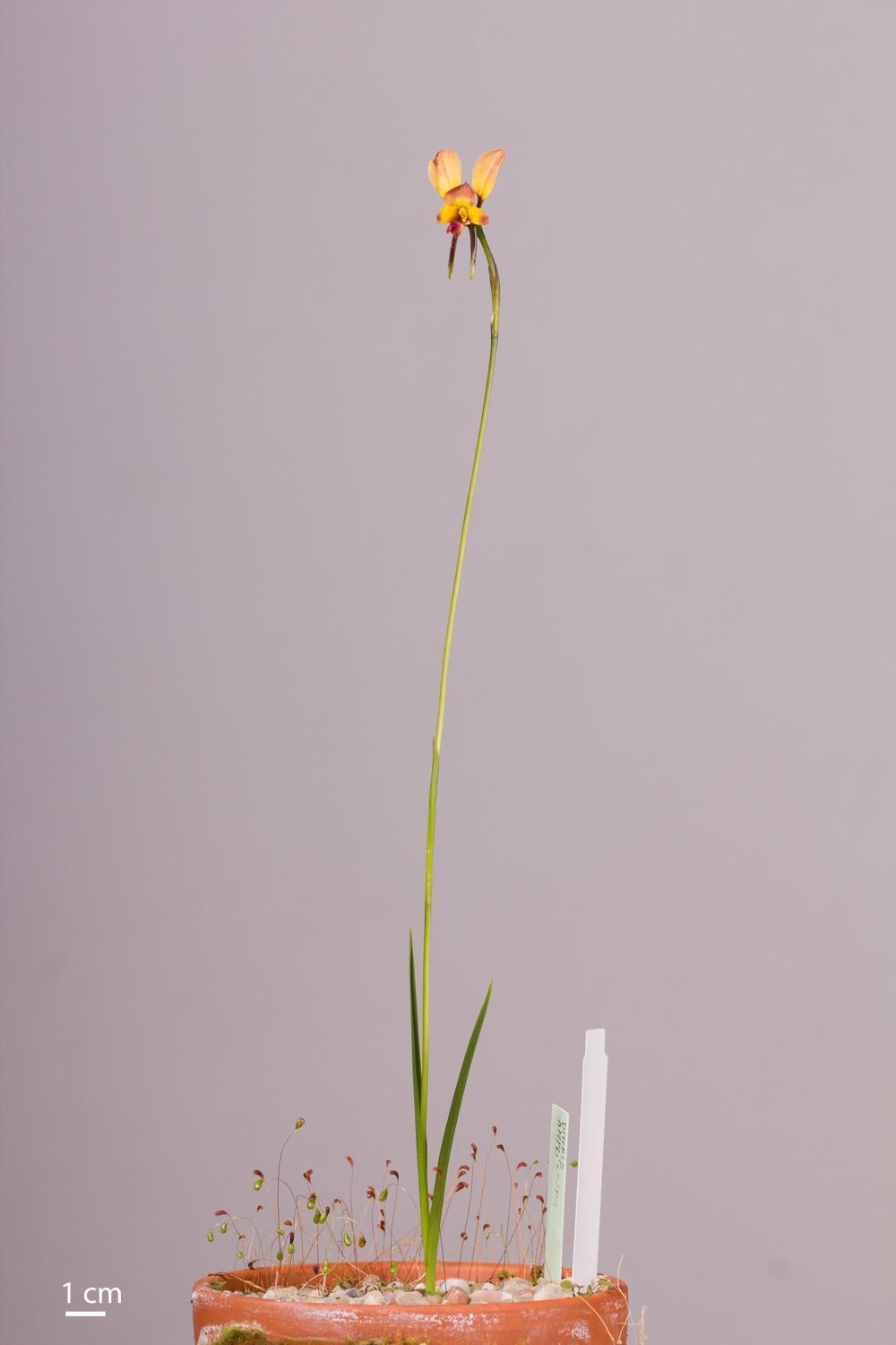 Diurideae Diuris donkey