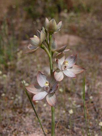 Diurideae Thelymitra T. epipactoides T.