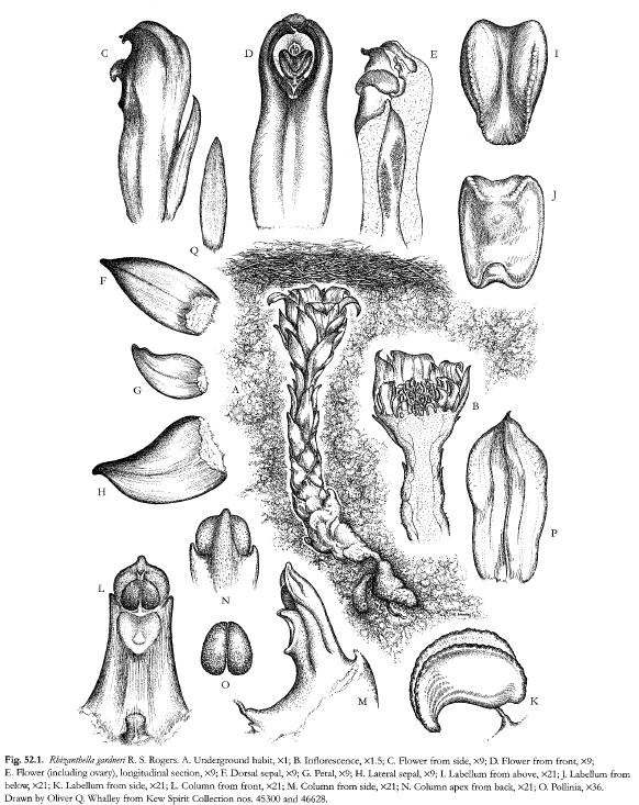 Diurideae Rhizanthella?