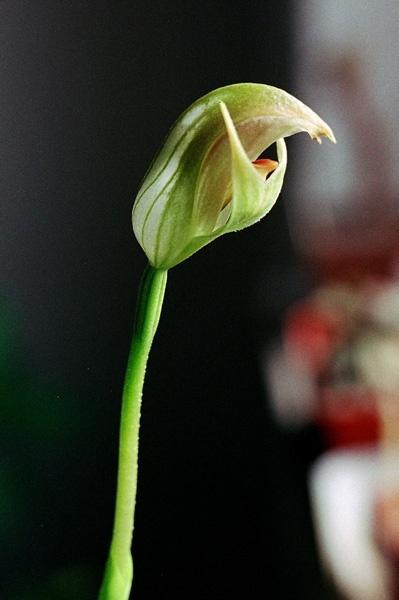 Pterostylis Austrálie