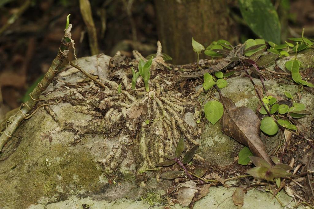 Cranichideae ČR Spiranthinae