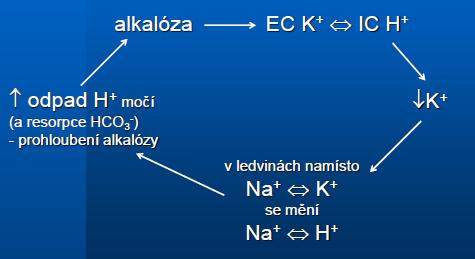 zpomalení močovinového cyklu (metabolický děj, který produkuje proton na každou molekulu vzniklé močoviny) alkalosa z dehydratace - relativní zvýšení sodných iontů při snížení objemu vody v organismu