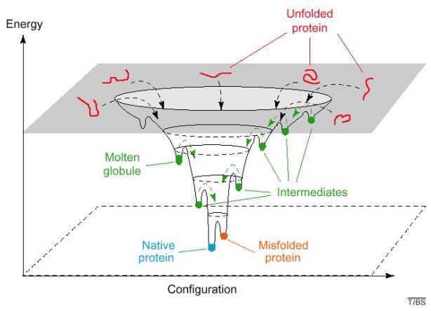 vznik sekundárních struktur - jsou pozorovány mikrostruktury, které přežívají denaturaci a jsou možným základem nukleačních center (hydrofobní shluky) - časnou fází vzniká heterogenní populace