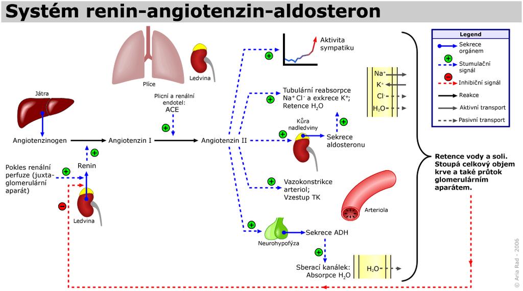 terapie - argininchlorid (literárně tradováno) - NaCl doplnění chloridů místo NaH2PO4 se vylučuje Na2HPO4 (méně acidifikovaná moč) diluce HCO3 - - KCl korekce hypokalémie nemůžeme jej podat mnoho