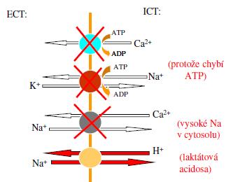 AMP je odbouráván až na Pi a hypoxanthin v srdečním svalu ani nervové buňce není xanthinoxidasa, která by hypoxanthin odbourávala na kyselinu močovou - rozvrat iontových gradientů H + (laktát) Na +