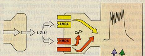 glutamátové receptory a indukce LTP (long-term-potentiation) - nízká frekvence impulzů pouze AMPA receptory aktivní - vysoká frekvence impulzů AMPA i NMDA receptory aktivní - NMDA receptor je tzv.