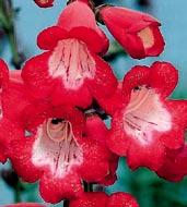 subulata půdopokryvná trvalka, květy jsou bílé s kontrastními červeně orámovanými středy, nenáročná a