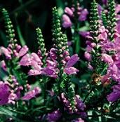 Z0622 řetězovka VIVID - physostegia virginiana karmínově růžové kvítky, listy jsou okrasné. Je plně mrazuvzdorná.