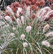 TR002 HERBSTZAUBER - pennisetum alopecoroides bohatě kvetoucí čínský fondánový dochan s hnědavě purpurovými klásky. Elami efektní. Výška 90 cm. Novinka. 1 kus 50 Kč, 3/135 Kč.