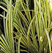 1 kus 25 Kč, 3/70 Kč, 5/105 Kč TR082 uniola širokolistá uniola latifolia velmi zvláštní travina s širšími lístky na stolech délky 70 cm. Kvete lehce převislými klásky celé léto.