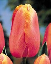 Nejčernější tulipán v naší nabídce. Špičková novinka.