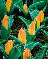 T8025 ENGADIN - jeden z nejvýrazněji zbarvených tulipánů vůbec.