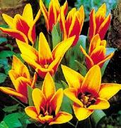 T8028 FLOWERDALE - jantarově žluté květy mají hnědočervené plameny.