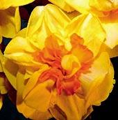 N3043 RINGTONE 3Y-YYO - Veek precizně vystavěné, 10 cm velké květy mají při otevření sytě žluté okvětí, které přecházejí do
