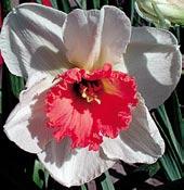 N2396 MILLIE GALYON 2W-R pěkně vytvarované okvětí je čistě bílé, trubkový kalich je červeně růžový,