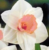 N2056 SALOME 2W-PPY - bílé okvětí, pastelově růžová korunka, vitální a mohutný.