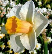 Květy jsou odolné vůči slunci, kvete později. N2323 SLIM WHITMAN 1 kus 18 Kč, 3/48 Kč, 6/90 Kč.