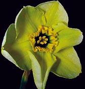 N3037 CALEXICO 3O-R - 10 cm velké květy se otevírají jako syté žluté, ale vzápětí přecházejí do zvláštního