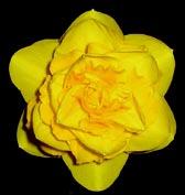 N4146 HEAMOOR 4Y-Y 10 cm velké květy mají jašně žluté okvětí, vnitřní petály jsou tmavší zlatě žluté, velmi