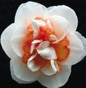 Okvětí je viditelně růžově nadechnuté, petaloidy jsou korálově růžové, ve výborném kontrastu. Výška 50 cm.