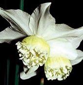 N4070 WHITE SURPRISE 4W-W velká kulovitá poupata se rozvíjejí velmi časně ve velmi husté, čistě bílé květy