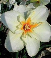 Okvětí je krémovobílé, papilon oranžový, žlutě a bíle melírovaný. Unikátní. 1 kus 13 Kč, 3/36 Kč, 6/66 Kč.