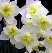 Květy jsou menší, pěkně stavěné, velmi příjemně voní a na stvolech délky 38 cm jsou většinou po dvou. Velmi dlouho květe.