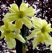 N9020 BABY BOOMER 7Y-Y - Heath 2008 hybrid mezi tazetou Avalanche a narcissus jonquilla.