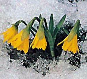 Okvětí je žluté, cylindrové korunky jsou stejné barvy. Skvělá miniaturní novinka.