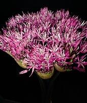 Kompaktní astrově fialové květy dokonalého kulovitého tvaru na 80 cm dlouhých stoncích.