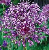 Po karataviense je tvar rostliny, po atropurpureum nádherná sytě purpurová barva