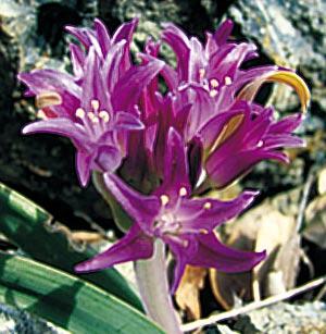 U1055 falcifolium botanický druh 20 cm vysoký s růžově purpurovými až růžově fialovými kvítky.