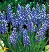 MODŘENCE Modřenece, latinsky muscari, to jsou skvělé a zcela nenáročná trvalky, která se můžou