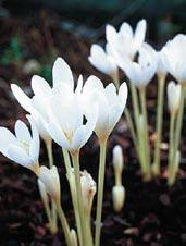 O0038 DISRAELI typ colchicum bivonae.