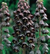 R1034 crassifolia ssp. crassifolia olivově hnědé zvonky, vevnitř žluté proužky a mahagonové kostičkování. Výška 12 cm. Pochází z Turecka. Rarita.