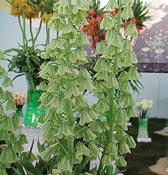 R1026 bucharica NUREK GIANT šedě bílé květy se zeleným jícnem, 3-12 na stvolu 40 cm dlouhém. Vzácná forma z Tadžikistánu.