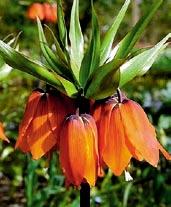 R2005 RUBRA MAXIMA - velkokvětá, tetraploidní forma předešlé odrůdy, sytě oranžové velké koruny.