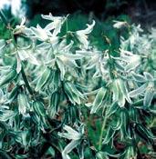 Betlémská hvězda, lidově slepičí mléko. Tato selekce má čistě bílé květy a dorůstá do výšky 5-8 cm.