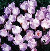 HYBRIDY Jsou nejrozšířenější skupinou botanických šafránů, crocus