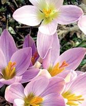 C4010 fleischeri květy jsou bílé s purpurovou bází s centrálními purpurovými znaky.