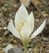 C5035 goulimyi MANNI WHITE excelentní selekce původního druhu s blyštivě bílými květy a