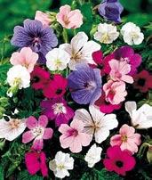 pratense šeříkově levandulové, fialově a modře pocákané květy. Výška 55 cm.