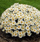 KLASICKÉ KOPRETINY chrysanthemum superbum.